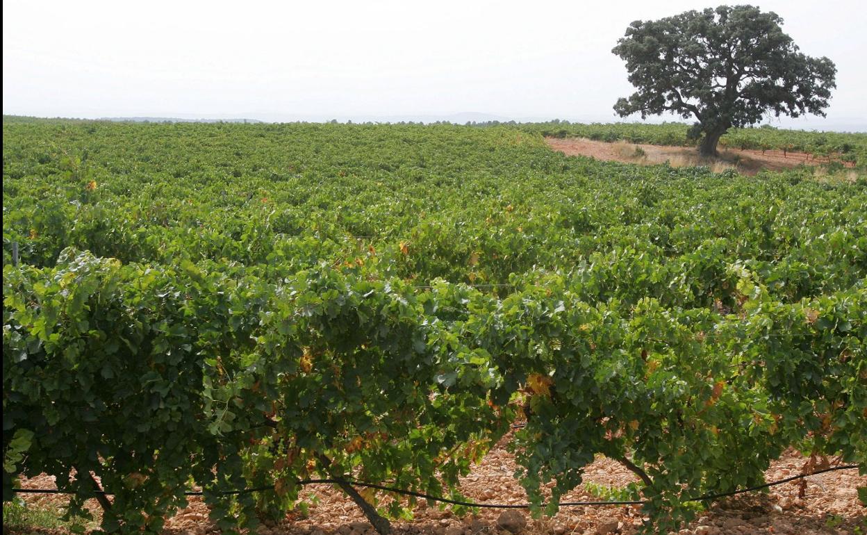 Moderno viñedo, plantado en espaldera y con riego a goteo, en Requena.