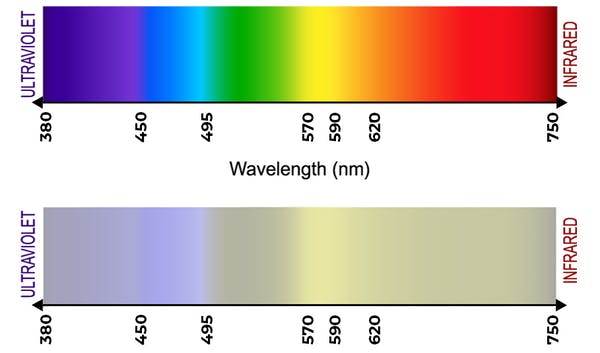 as diferentes longitudes de onda de la luz se traducen en colores distintos en el sistema visual de un animal. El de arriba corresponde a la vista humana, y el de abajo a la de un perro. 