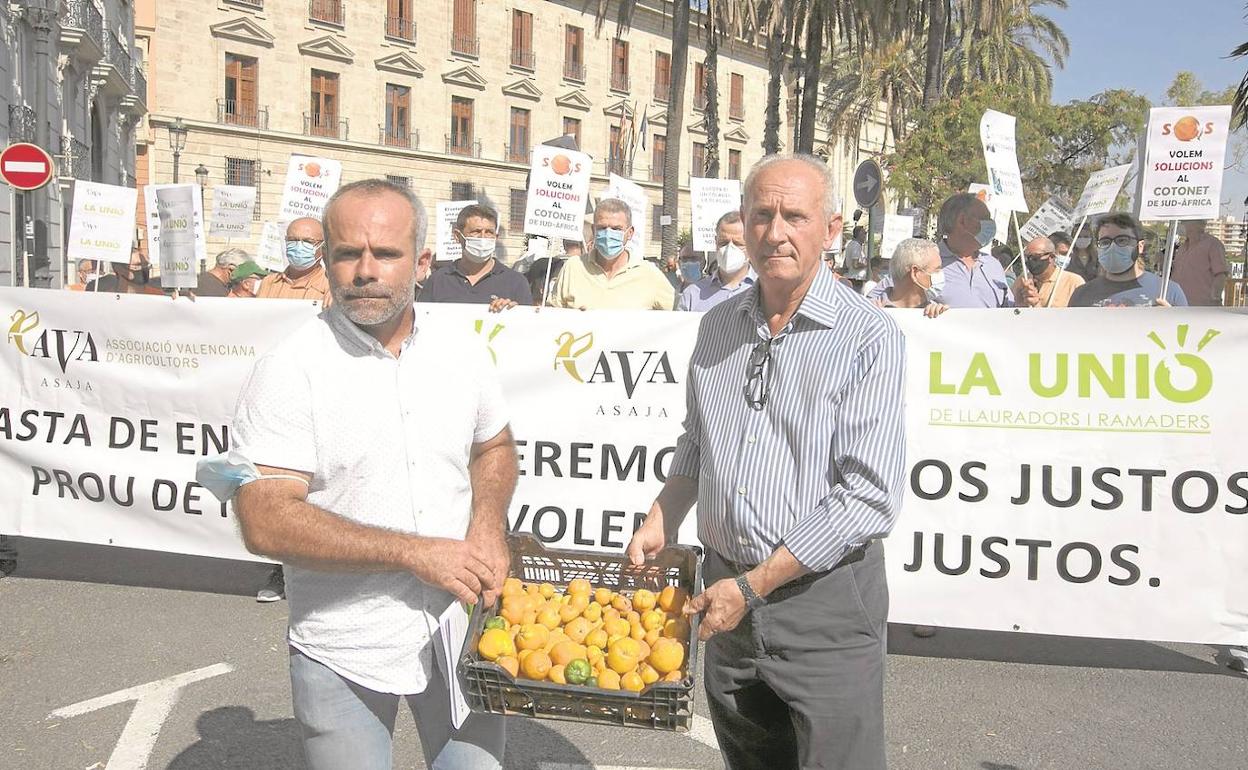 Carles Peris y Cristóbal Aguado con una muestra de naranjas deformadas por el 'Cotonet' sudafricano. 