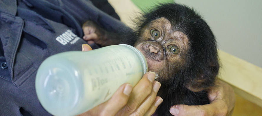 Final feliz para Djibril, el bebé chimpancé huérfano de Bioparc: consigue ser aceptado por su madre adoptiva y el grupo