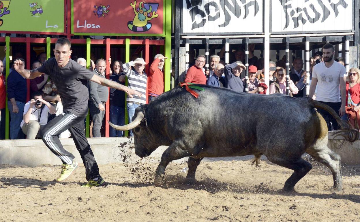 Un aficionado corre detrás de un toro en una plaza portátil en La Llosa. 