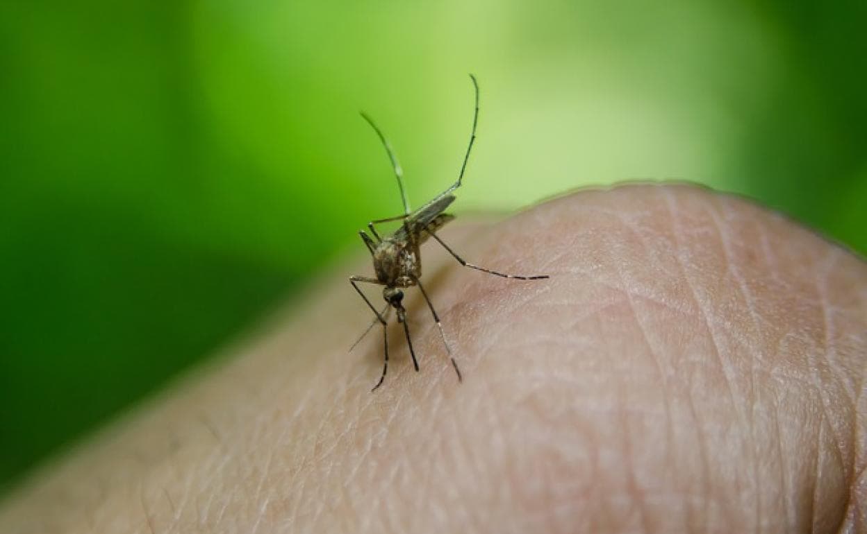 El virus suele transmitirse entre mosquitos y aves.
