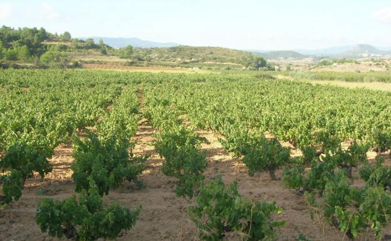 Campos de Turís donde comenzará la vendimia la próxima semana. 