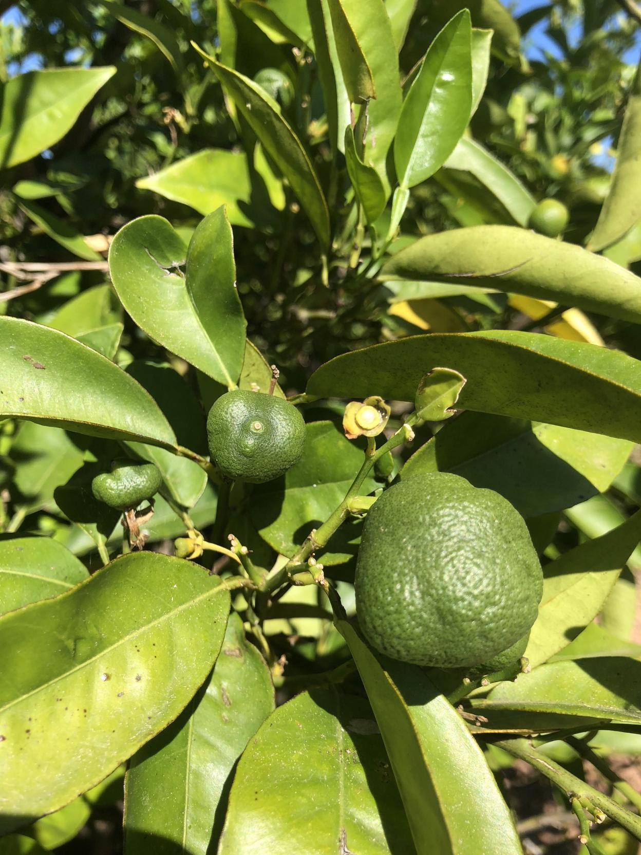 Fruta deformada por el 'cotonet' sudafricano en un huerto valenciano. lp