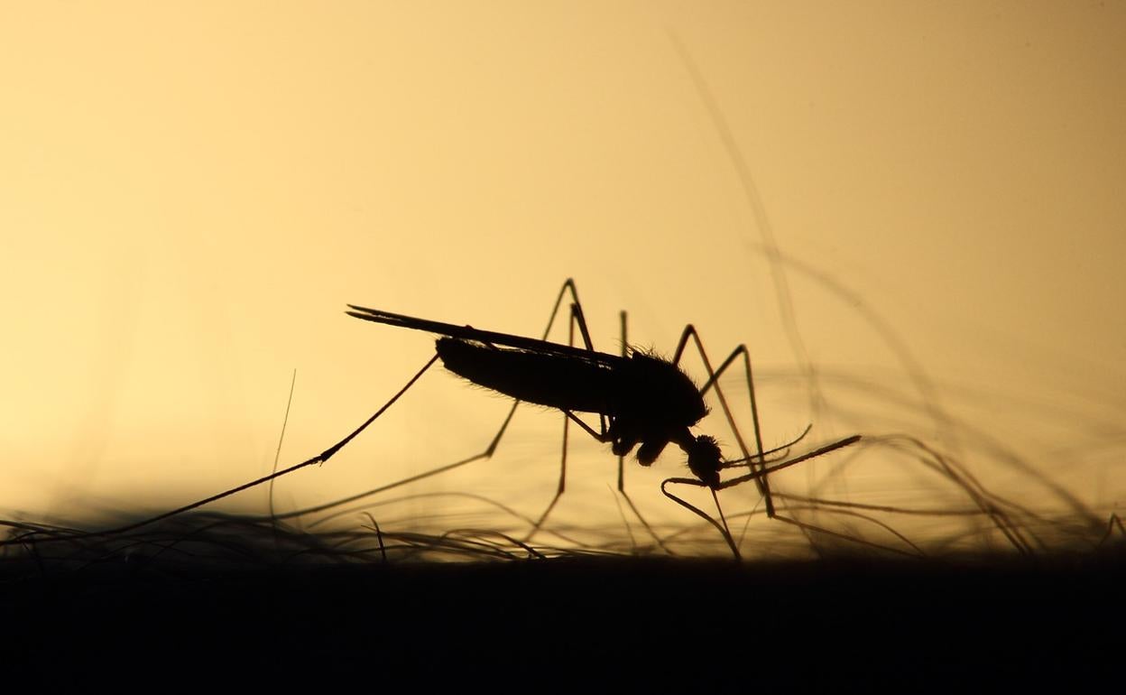 Virus del Nilo: consejos para evitar las picaduras de los mosquitos que lo transmiten