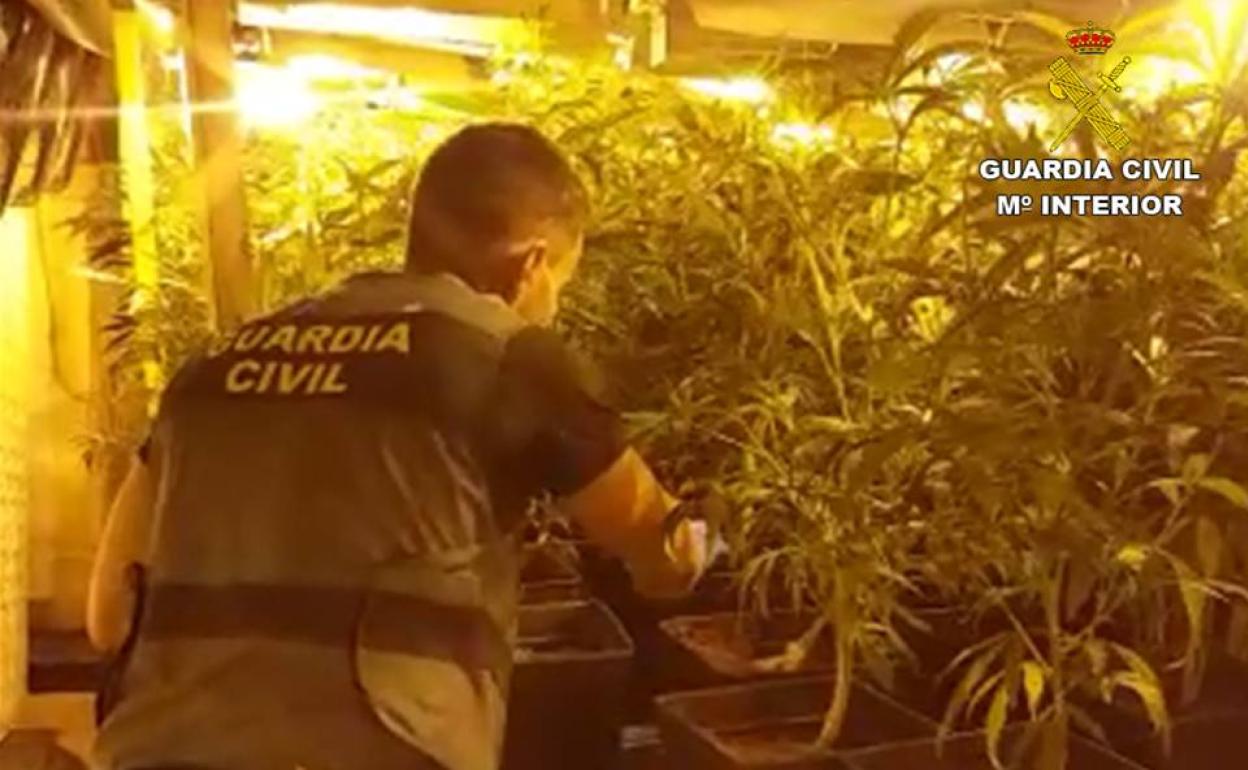 Un agente de la Guardia Civil comprueba las 442 plantas de marihuana. 