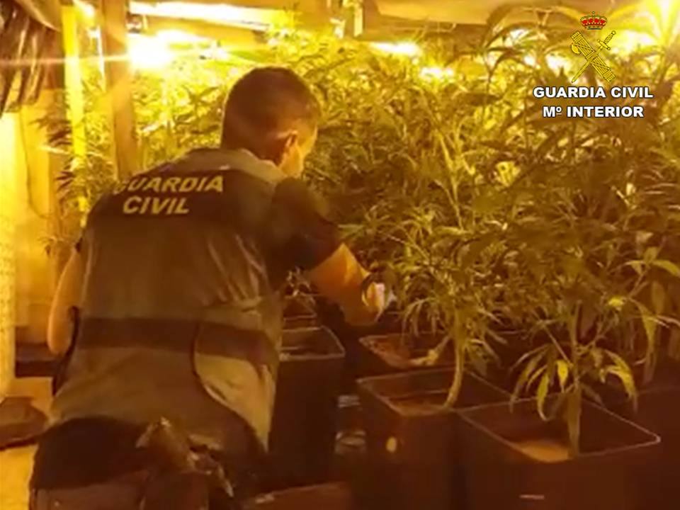 Detenidos un padre y su hijo por el cultivo de 422 plantas de marihuana en su vivienda en Xàbia