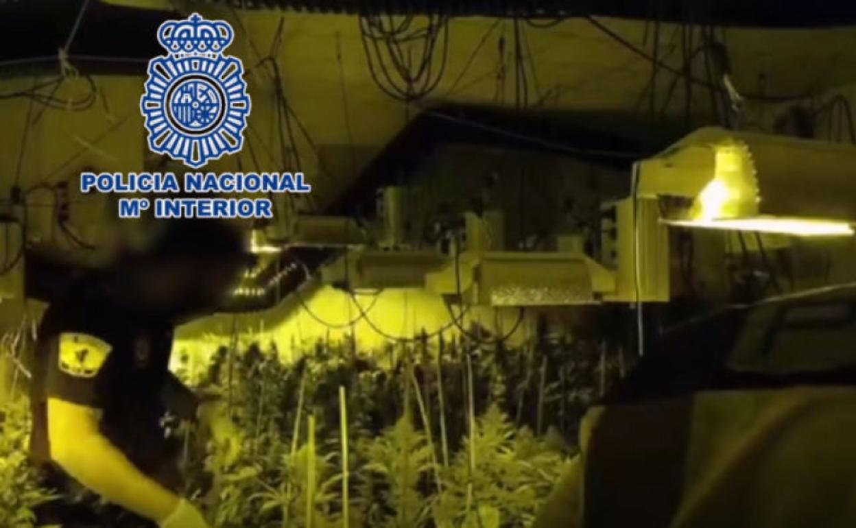 Los agentes comprueban el número de plantas de marihuana. 