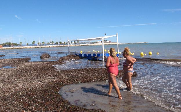 En la playa de la Marineta Cassiana de Dénia se acumulan toneladas de algas. 