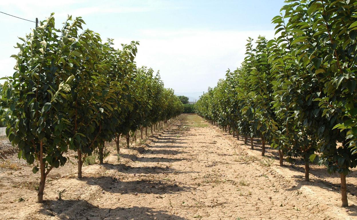 Un campo de caquis en la Ribera. 