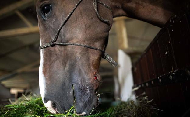 Caballo atacado, con una herida en la cabeza.