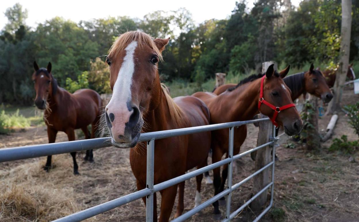 Varios caballos, en una de las fincas francesa donde se produjeron agresiones contra los equinos.