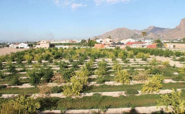 Limoneros comienzan a secarse en los campos de cítricos de la Vega Baja. 