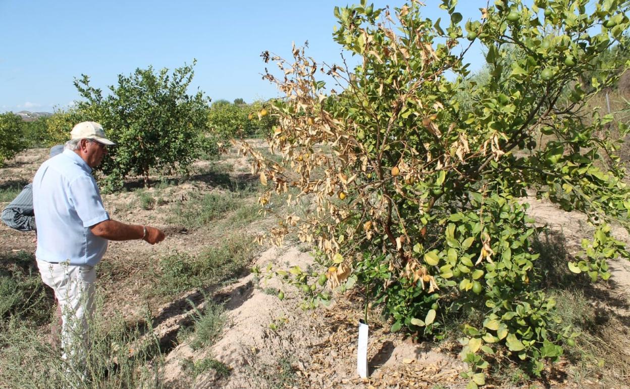 Un agricultor señala uno de los limoneros que comienza a secarse. 