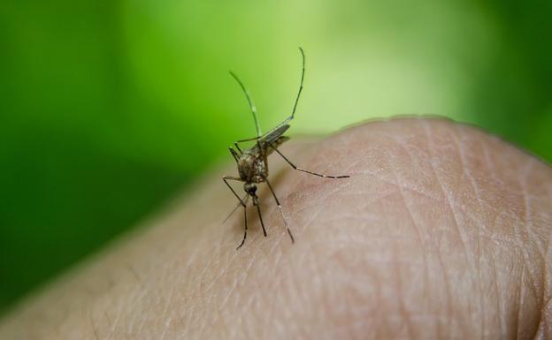 El virus es transmitido por mosquitos.