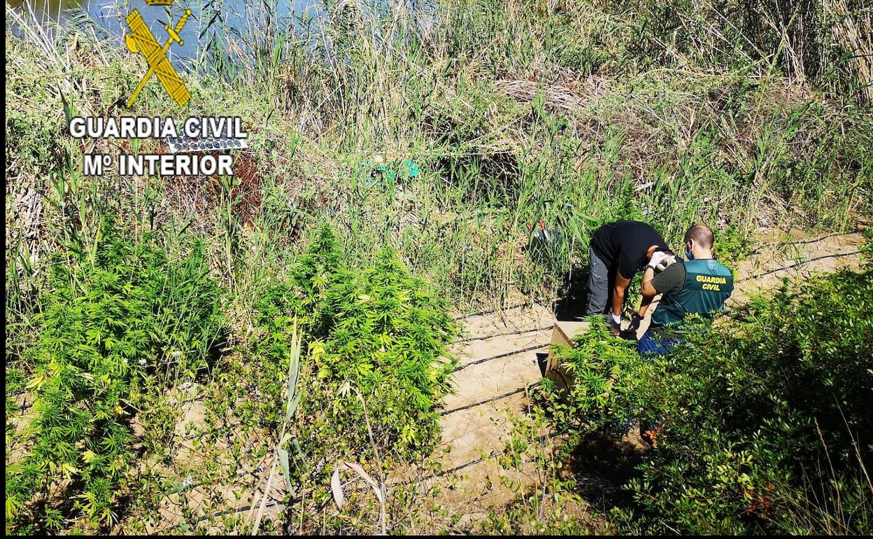 Desmantelamiento de una de las plantaciones en lel parque natural. 