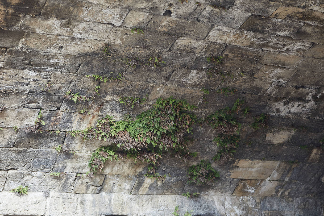 Jardín del Turia. Círculo de la Defensa del Patrimonio y vecinos del Tramo IX exigen un mantenimiento para evitar que los matorrales dañen los pretiles y pasarelas históricas 