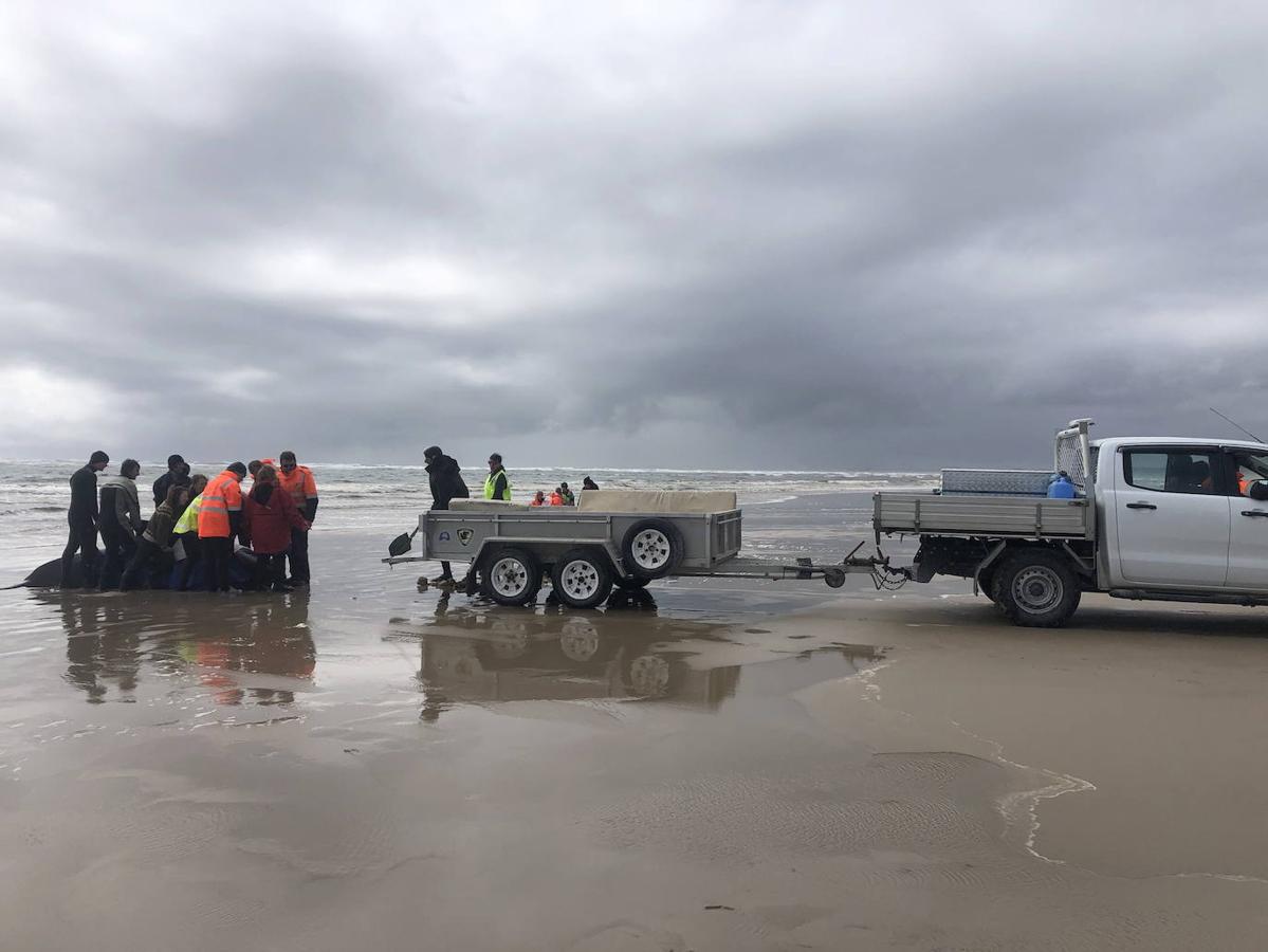 Casi 400 ejemplares de ballenas piloto fallecen en las playas australianas y los científicos tratan de encontrar una explicación a un problema que se repite. Este tipo de acontecimientos tienen lugar en el archipiélago desde el siglo XIX y las causas nunca se han esclarecido