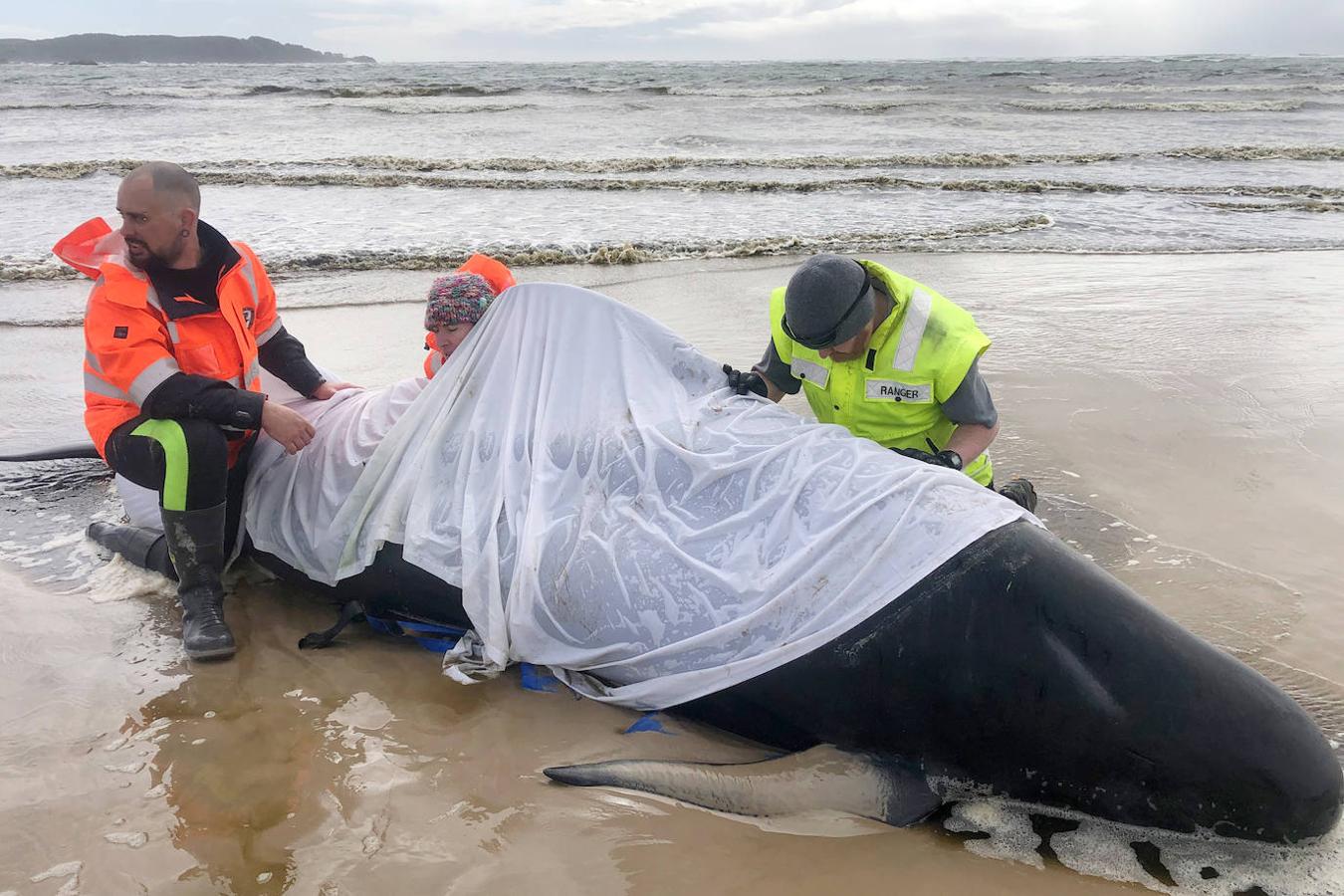 Casi 400 ejemplares de ballenas piloto fallecen en las playas australianas y los científicos tratan de encontrar una explicación a un problema que se repite. Este tipo de acontecimientos tienen lugar en el archipiélago desde el siglo XIX y las causas nunca se han esclarecido