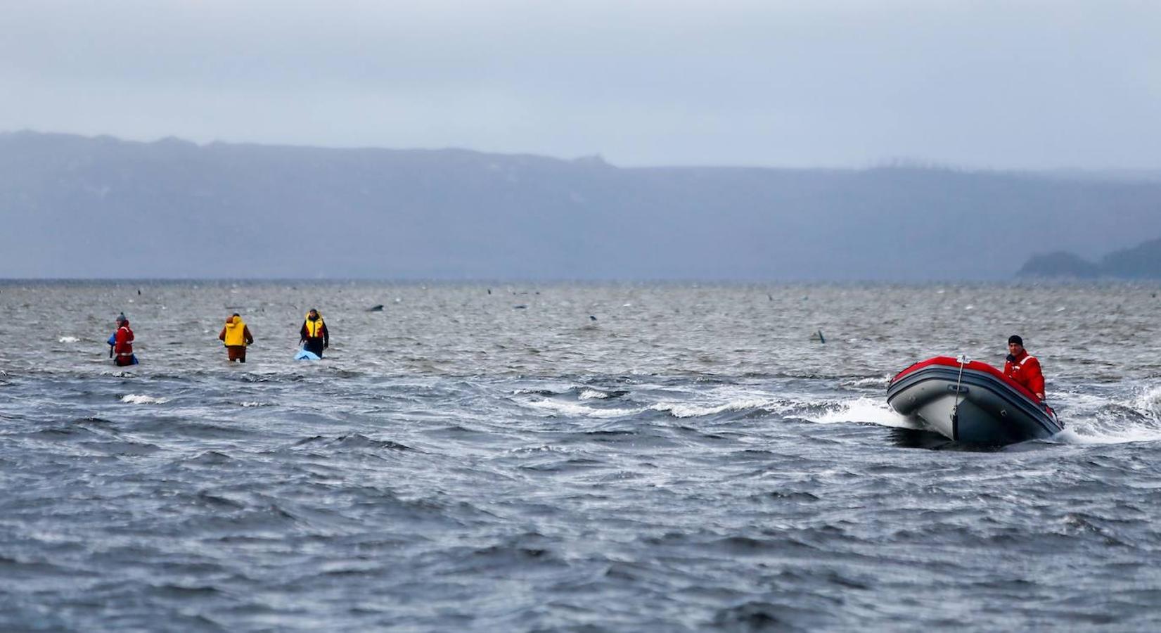 Casi 400 ejemplares de ballenas piloto fallecen en las playas australianas y los científicos tratan de encontrar una explicación a un problema que se repite. Este tipo de acontecimientos tienen lugar en el archipiélago desde el siglo XIX y las causas nunca se han esclarecido