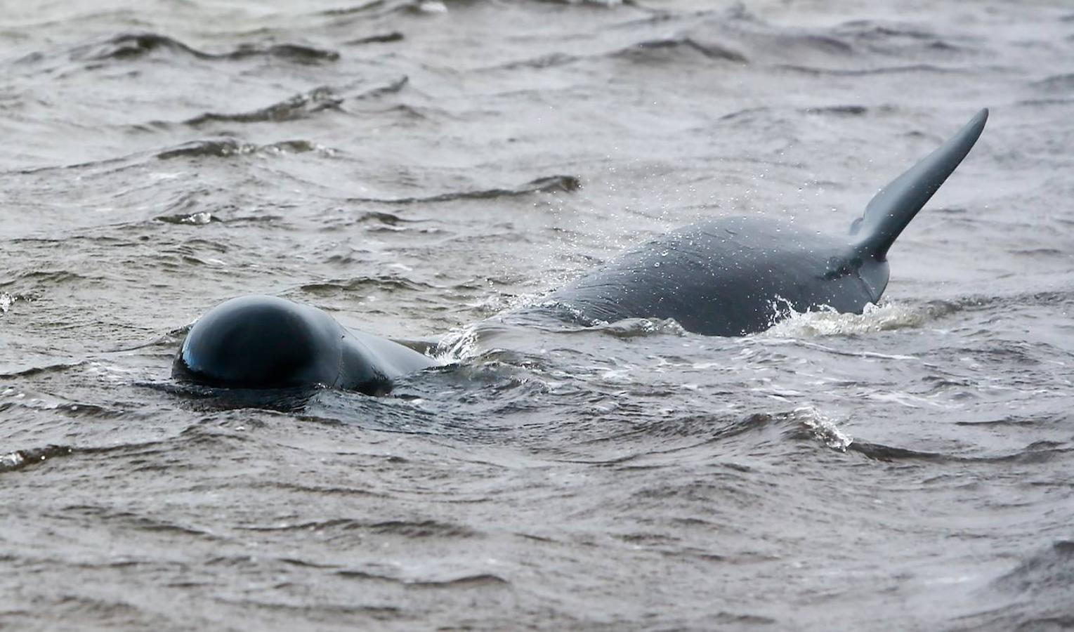 Casi 400 ejemplares de ballenas piloto fallecen en las playas australianas y los científicos tratan de encontrar una explicación a un problema que se repite. Este tipo de acontecimientos tienen lugar en el archipiélago desde el siglo XIX y las causas nunca se han esclarecido