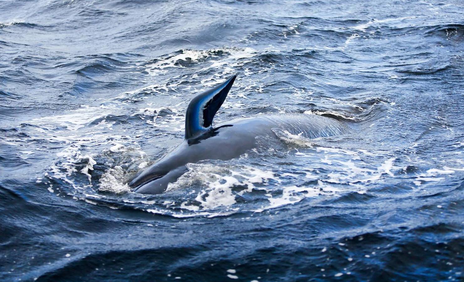 Casi 400 ejemplares de ballenas piloto fallecen en las playas australianas y los científicos tratan de encontrar una explicación a un problema que se repite. Este tipo de acontecimientos tienen lugar en el archipiélago desde el siglo XIX y las causas nunca se han esclarecido