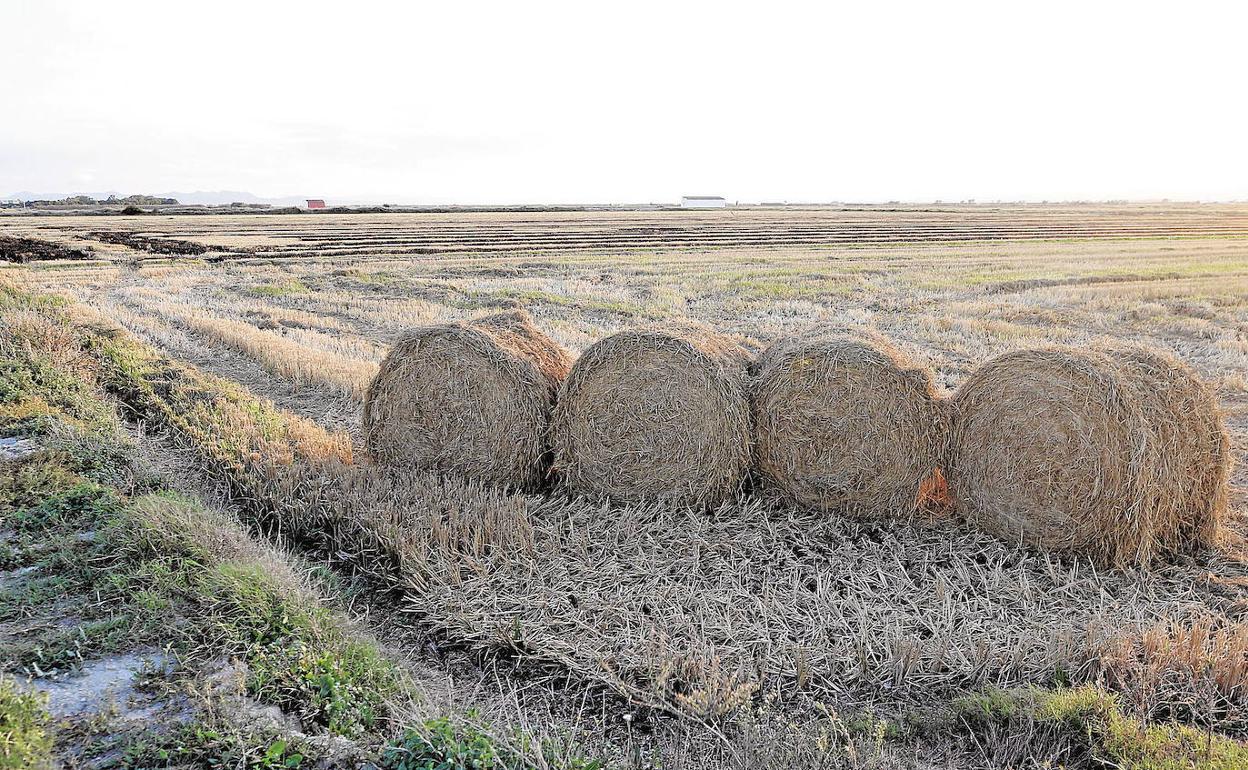 Balas de paja del arroz en un campo a la espera de ser retirada. 