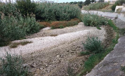 Estado actual del río Serpis entre Almoines y El Real de Gandia. 