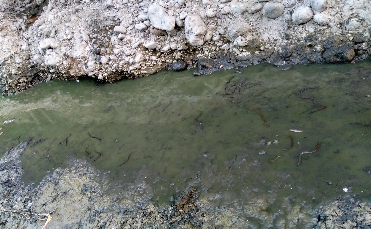 Anguilas en una poza del Serpis, en uno de los controles que realiza La Madrilla. 