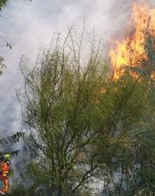 Imagen secundaria 2 - Tres fuegos intencionados queman una zona de matorrales en Torrent