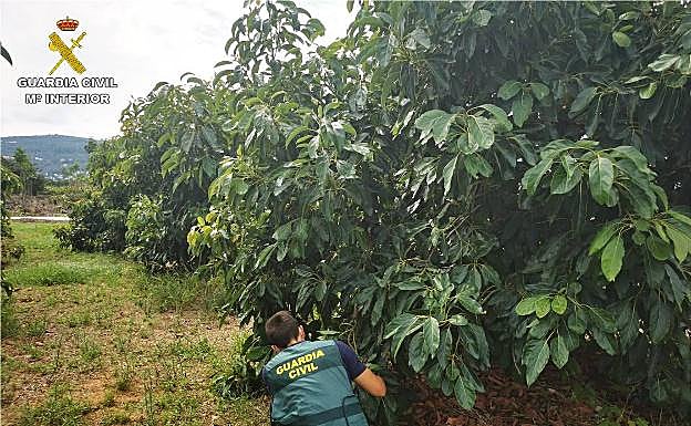 Un agente de la Guardia Civil durante el registro en un campo de cultivo de aguacates.
