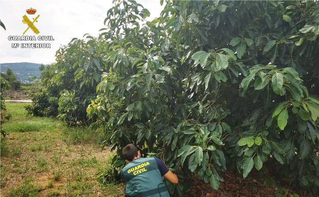 Un agente comprueba el escenario donde se producían los robos de aguacates. 