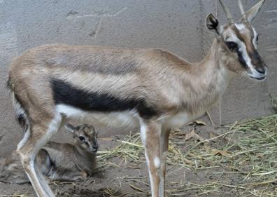 Imagen secundaria 1 - Nace en Bioparc Valencia una nueva gacela de Thomson incluida en la lista roja de especies en peligro de extinción