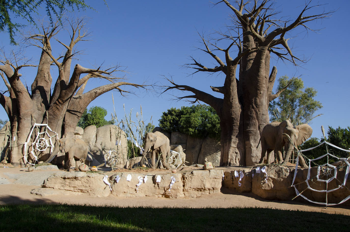 Los animales del Bioparc celebran Halloween. Algunos de los hábitats han amanecido con una ornamentación muy diferente a la habitual