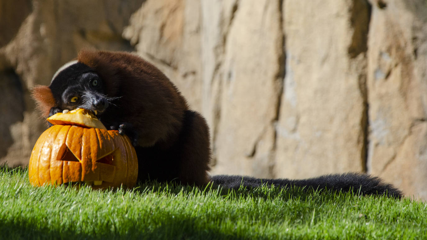 Algunos de los hábitats han amanecido con una ornamentación muy diferente a la habitual