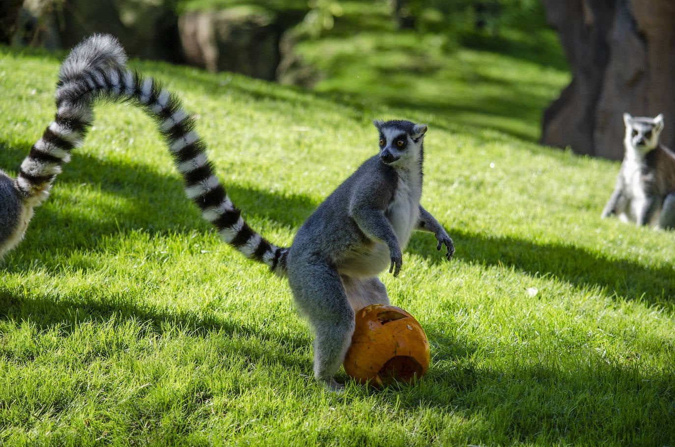 Algunos de los hábitats han amanecido con una ornamentación muy diferente a la habitual