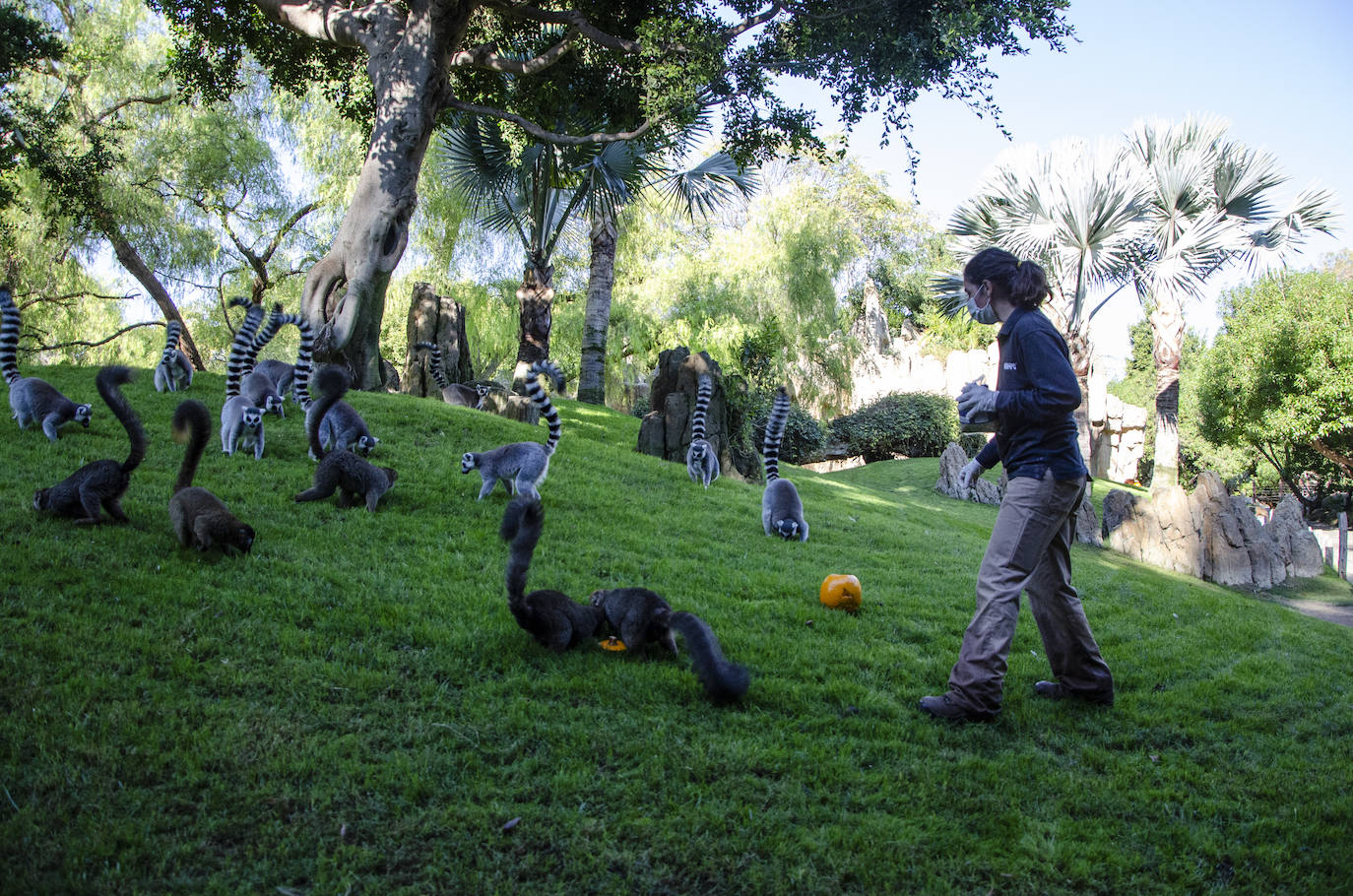 Algunos de los hábitats han amanecido con una ornamentación muy diferente a la habitual