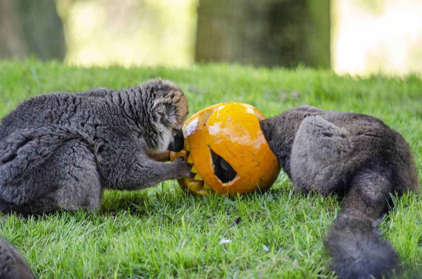 Algunos de los hábitats han amanecido con una ornamentación muy diferente a la habitual