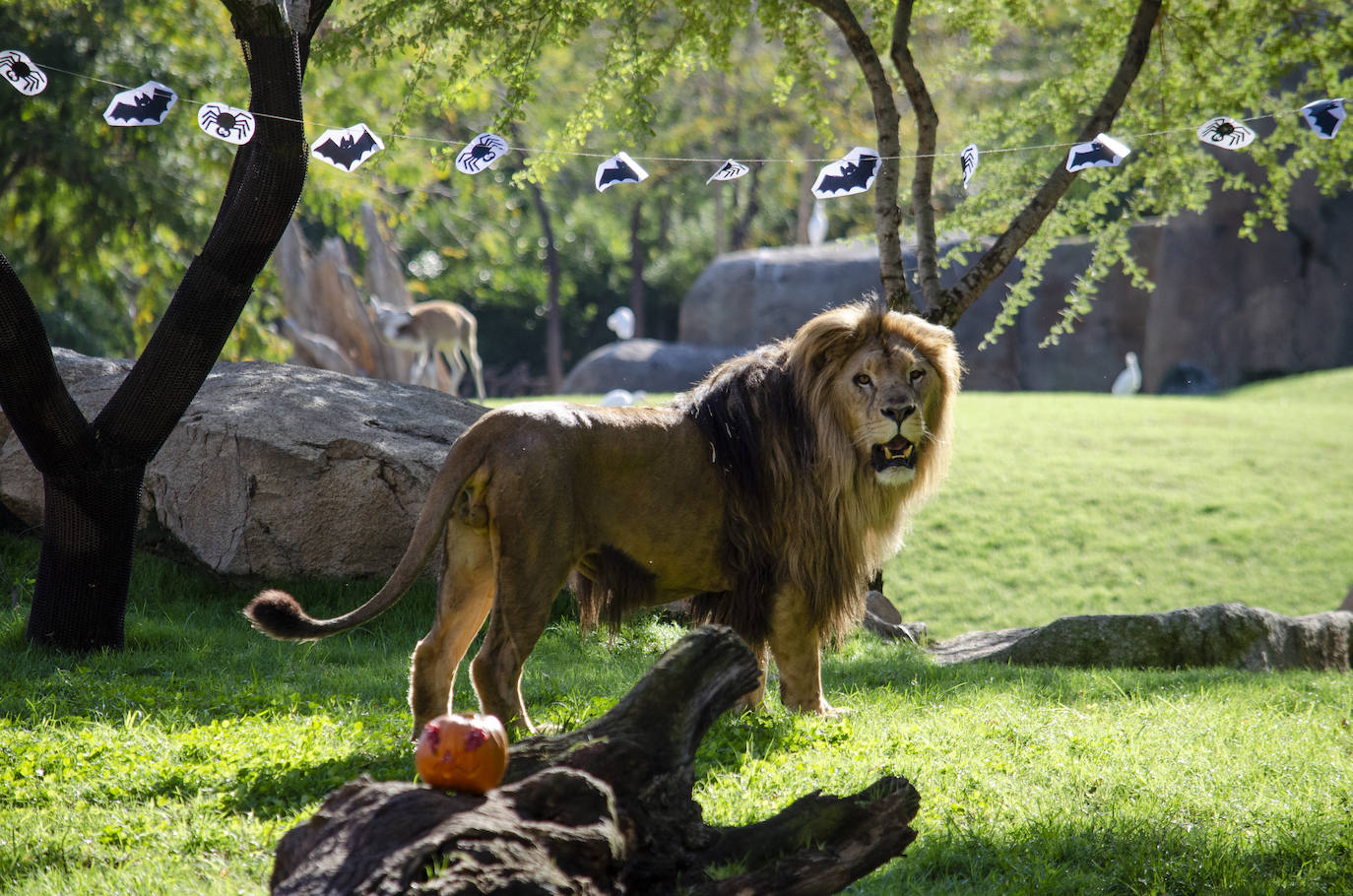 Algunos de los hábitats han amanecido con una ornamentación muy diferente a la habitual
