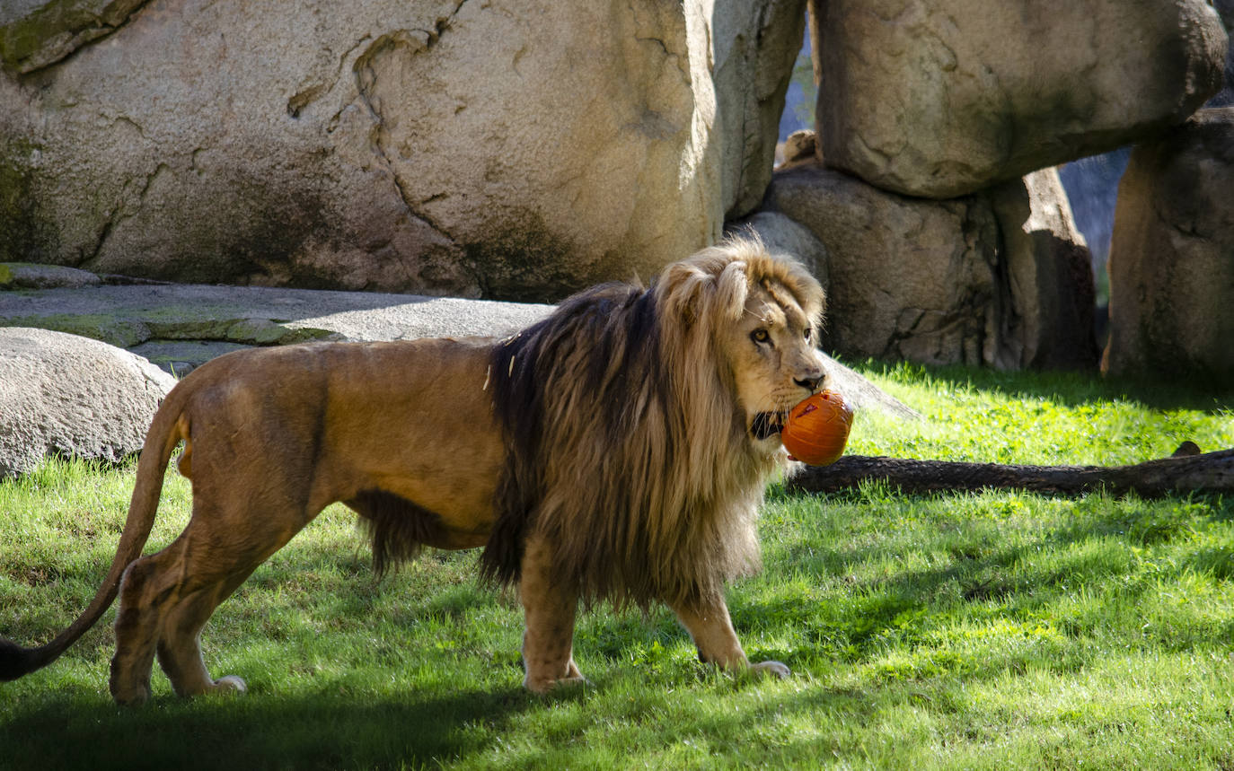 Algunos de los hábitats han amanecido con una ornamentación muy diferente a la habitual