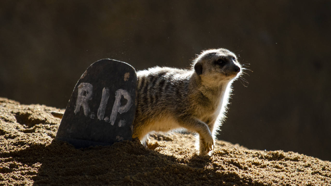 Algunos de los hábitats han amanecido con una ornamentación muy diferente a la habitual