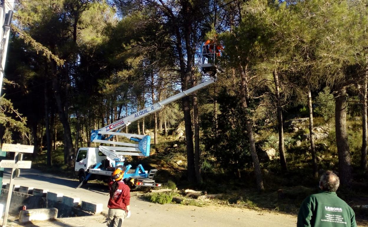 Trabajos de conservación forestal en el paraje de Les Foies de Simat. 