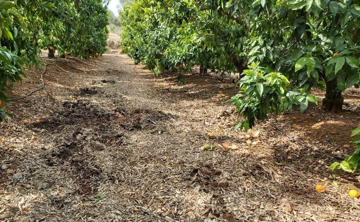 Daños en un huerto realizados por una manada de jabalíes. 