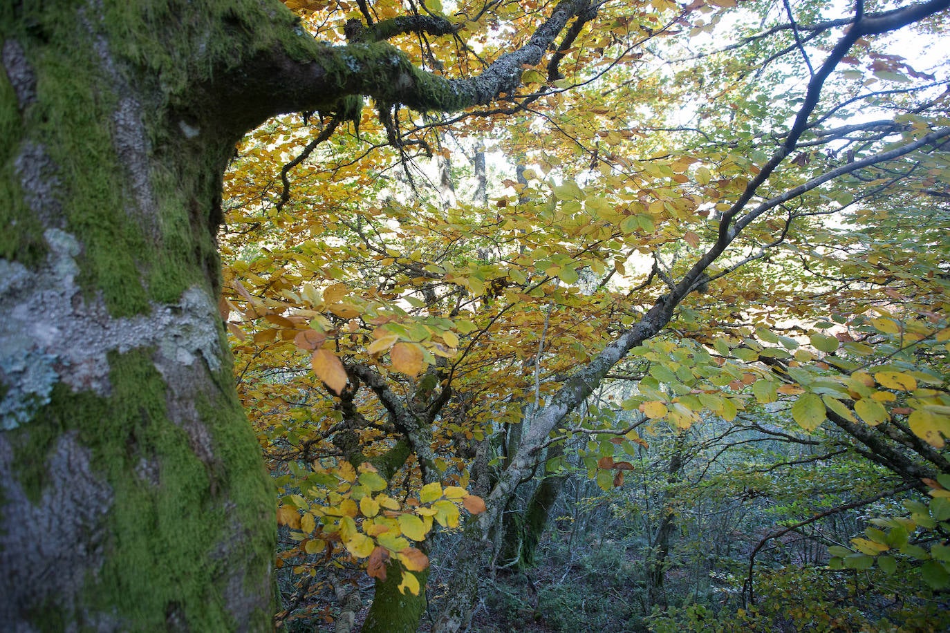 La sierra de Os Ancares es un paraje de visita obligatoria. Situada en el este de la provincia de Lugo, en la frontera con las comunidades vecinas de Castilla y León y El Principado de Asturias, se distribuye a lo largo de más de 50.000 hectáreas. Con una infinita red de senderos cruza profundos valles y asciende hasta cumbres de 2.000 metros de altura. En otoño el manto vegetal adquiere tonos rojizos. En invierno, esta zona permanece cubierta por la nieve, algo que cambia con la llegada de la primavera, cuando las aguas del deshielo fluyen desde las cumbres hasta las zonas bajas, formando numerosos riachuelos y pequeñas cascadas. 