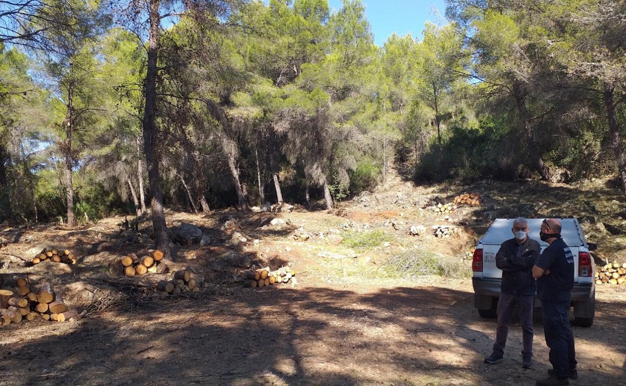 El concejal de Medio Ambiente visita una de las zonas forestales. 