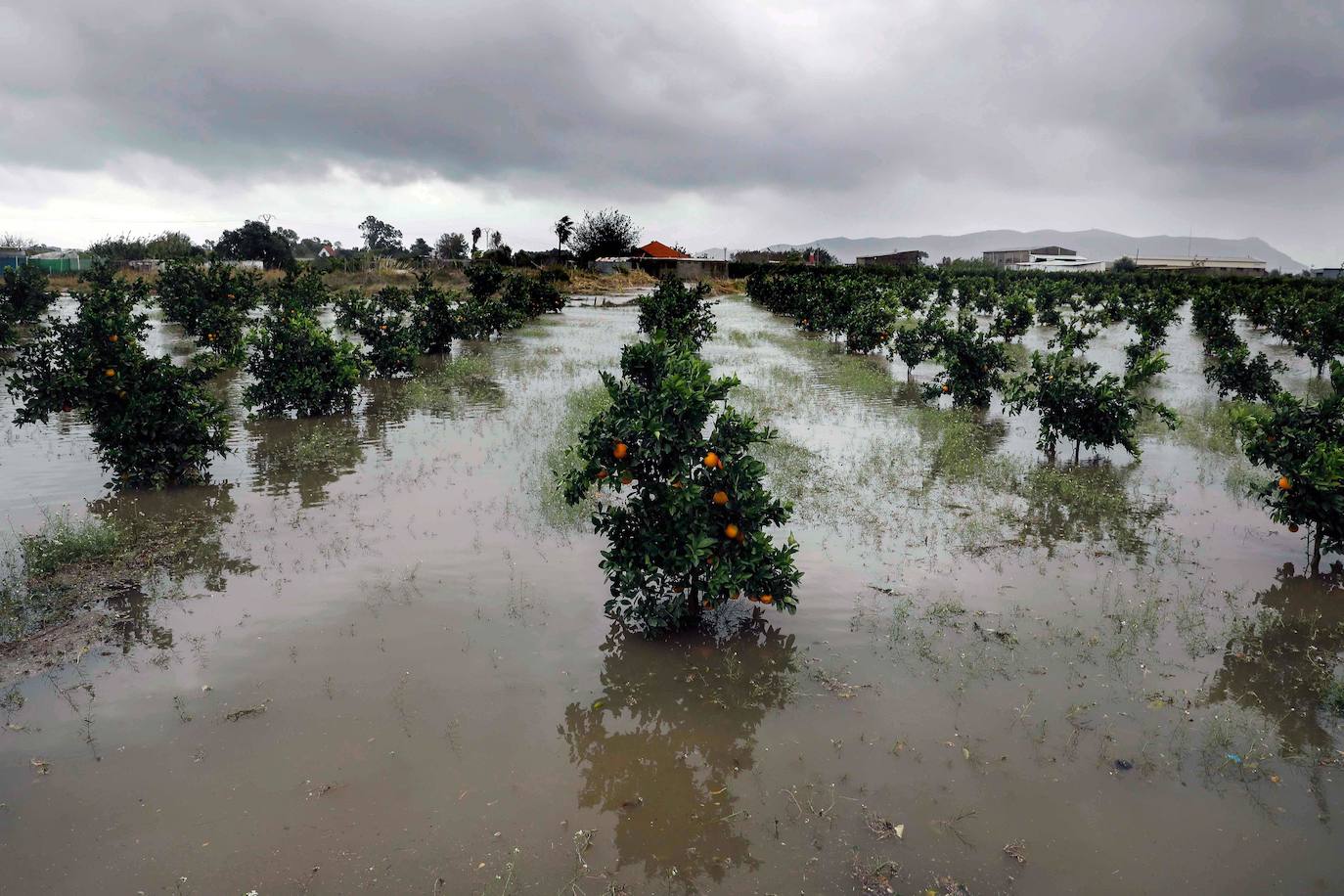 Campos de naranjos anegados cerca de la carretera N332 que une Sueca con Cullera