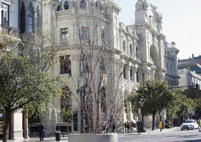 Imagen secundaria 1 - Los maceteros verdes de la plaza del Ayuntamiento se marchitan