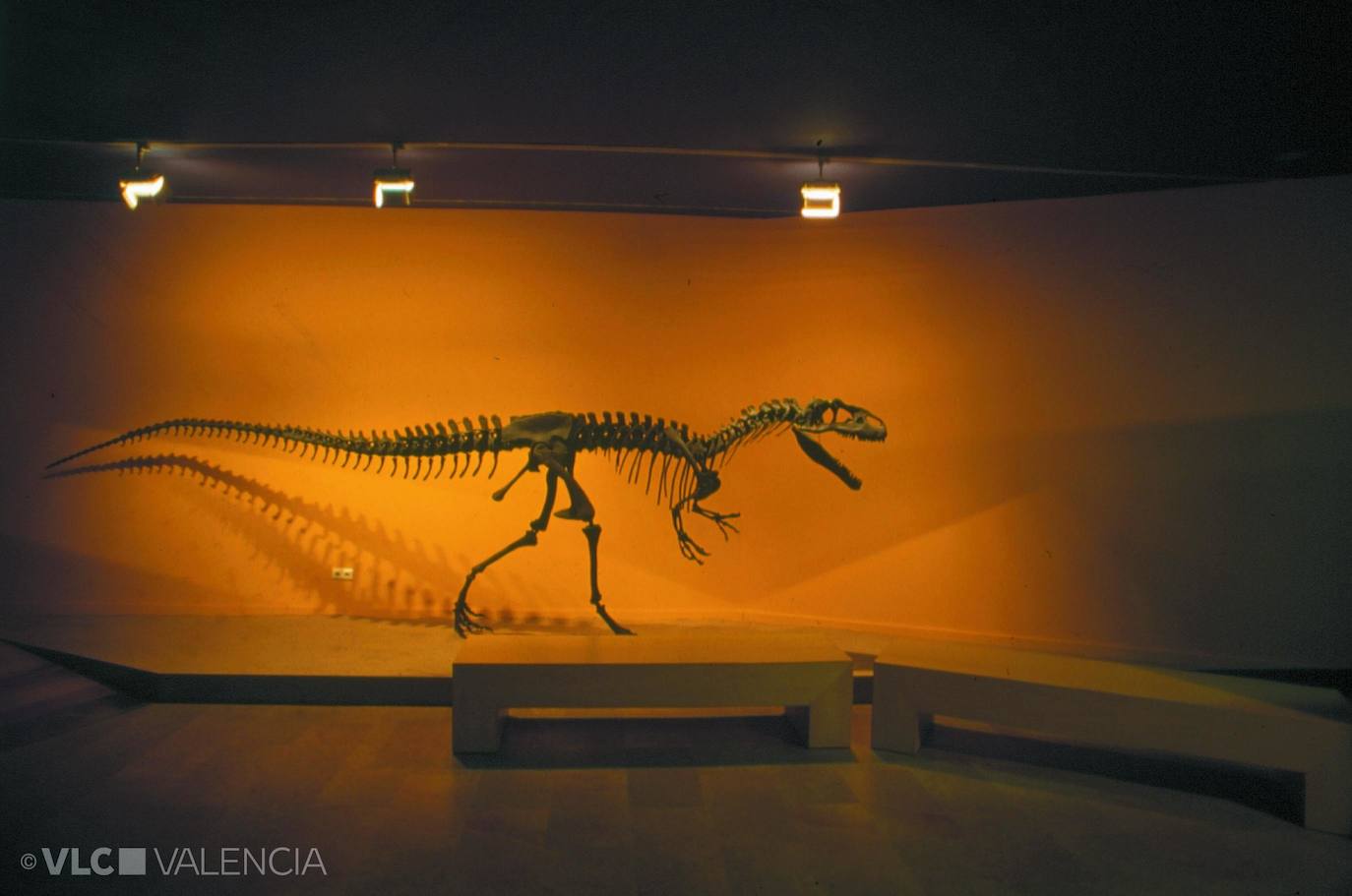 Reconstrucción de un esqueleto de dinosaurio en el Museo de Ciencias Naturales de Valencia en 2007.