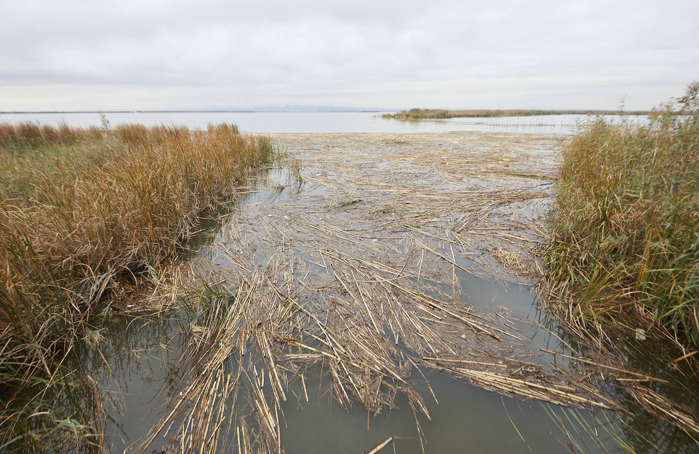 La Comunidad de El Palmar exige la retirada de residuos en el lago y alerta de mortandad en varios puestos de peces por la falta de oxígeno