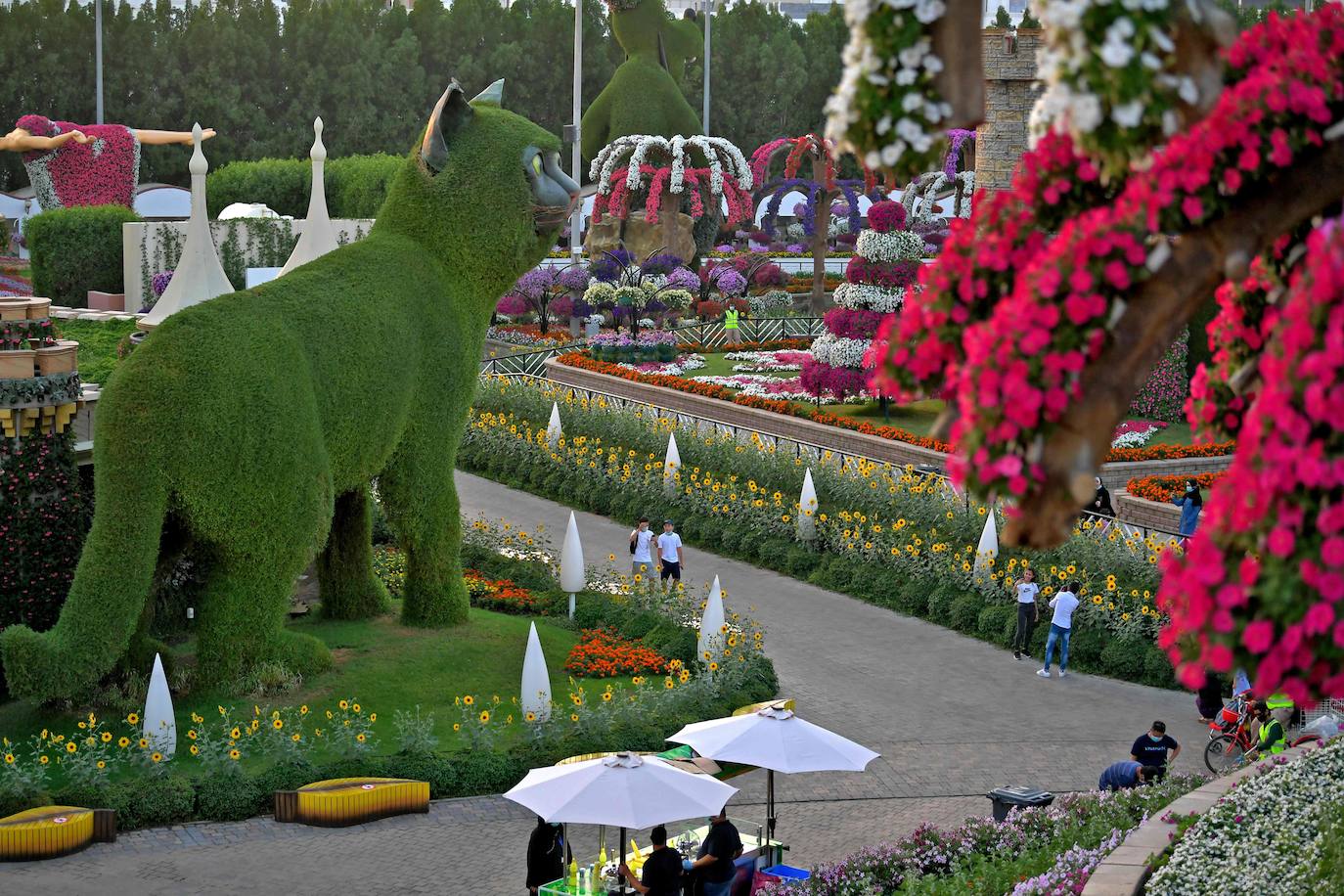 Flores gigantes y arreglos de plantas, algunos con personajes populares de Disney como Mickey Mouse y el pato Donald, dan la bienvenida a los visitantes al Dubai Miracle Garden, el jardín de flores más grande del mundo.